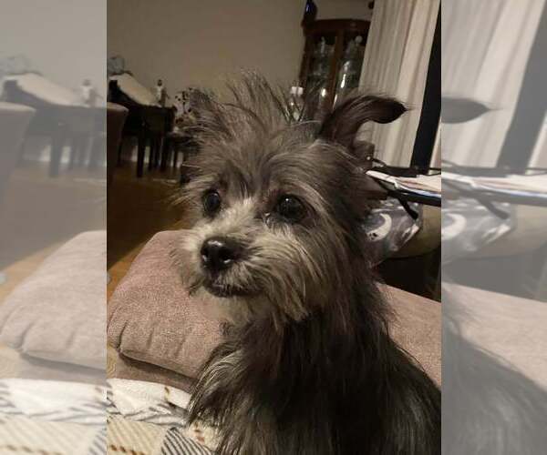 Medium Photo #9 Mutt Puppy For Sale in Mundelein, IL, USA