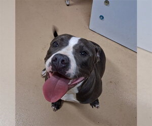 Mutt Dogs for adoption in Chula Vista, CA, USA
