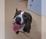 SKYE - Female Mutt Dog for Adoption - Small photo