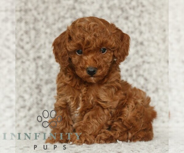 Medium Photo #4 Poodle (Toy) Puppy For Sale in NEW HOLLAND, PA, USA
