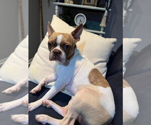 Toby - Male Boston Terrier Dog for Adoption - Photo #10
