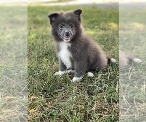 Pomeranian Puppy for sale in CANOGA, NY, USA