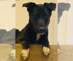 Small Labrador Retriever Mix