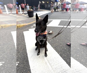 Indigo - Indeed a Good Boy! - Male Mutt Dog for Adoption - Photo #6