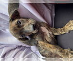 Small #3 Dachshund Mix