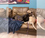 Small #3 Mastiff