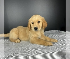Golden Retriever Puppy for Sale in INDIANAPOLIS, Indiana USA