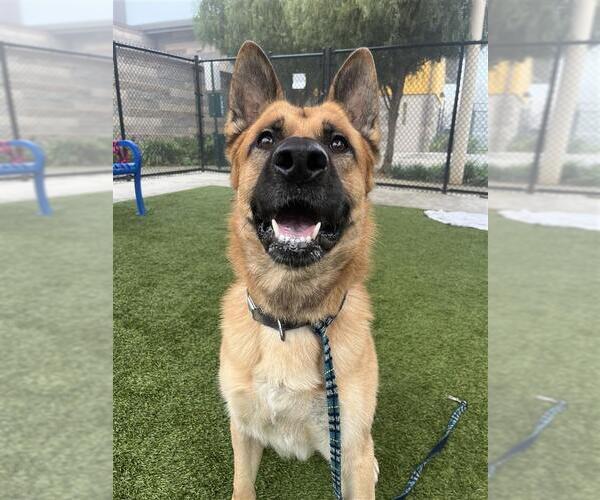 Medium Photo #2 German Shepherd Dog-Unknown Mix Puppy For Sale in Elk Grove, CA, USA