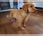 Small Photo #3 Golden Retriever Puppy For Sale in FALCON, CO, USA