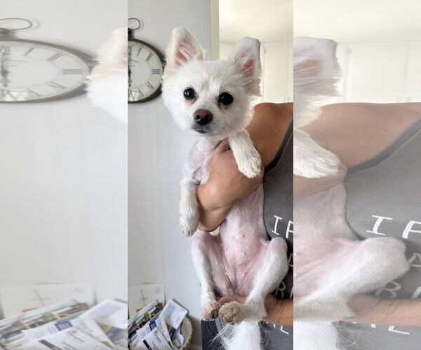 Medium Photo #4 Pomeranian Puppy For Sale in Phoenix, AZ, USA