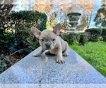 Small Photo #141 French Bulldog Puppy For Sale in HAYWARD, CA, USA