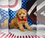 Small Photo #3 Cocker Spaniel-Poodle (Miniature) Mix Puppy For Sale in NEW PROVIDENCE, PA, USA