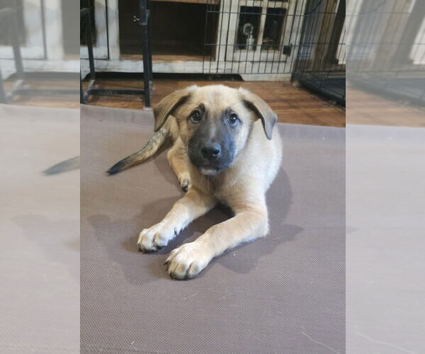 Medium Photo #7 German Shepherd Dog-Unknown Mix Puppy For Sale in Raleigh, NC, USA
