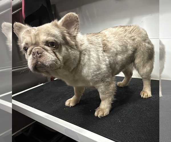 Medium Photo #1 French Bulldog Puppy For Sale in SOUTH GATE, CA, USA
