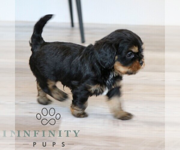 Medium Photo #3 Cavapoo Puppy For Sale in NARVON, PA, USA