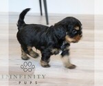 Small #2 Cavapoo
