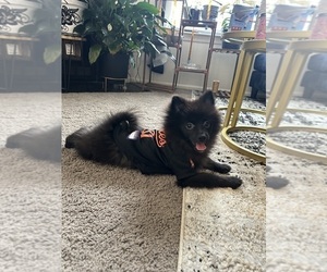 Father of the Pomeranian puppies born on 01/01/2025