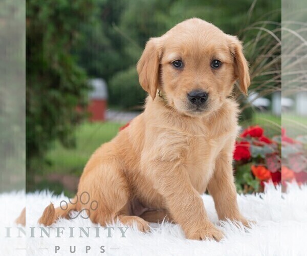 Medium Photo #6 Golden Retriever Puppy For Sale in NEWPORT, PA, USA