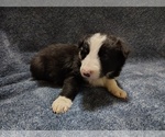 Small Photo #286 Border Collie Puppy For Sale in NORBORNE, MO, USA