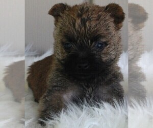 Cairn Terrier Puppy for sale in FREDERICKSBURG, OH, USA
