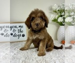 Small #1 Labradoodle