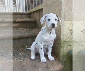 Dalmatian Puppy for sale in NEWBERRY, FL, USA