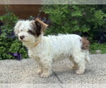 Small #1 Mutt