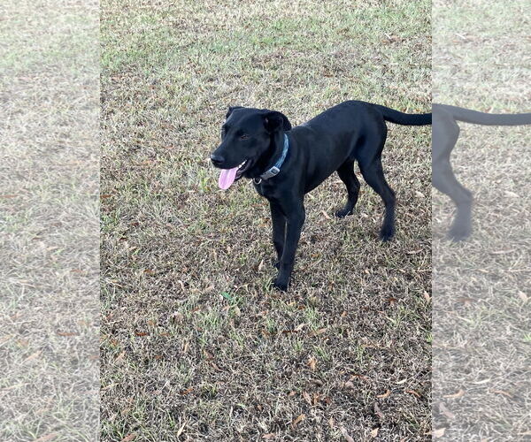 Medium Photo #3 Mutt Puppy For Sale in Rockaway, NJ, USA