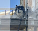 Small #3 Alaskan Malamute Mix