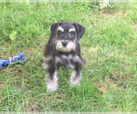 Jonah - Male Schnauzer (Miniature) Puppy for Sale - Photo #6