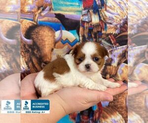 Shih Tzu Puppy for sale in WINNSBORO, LA, USA