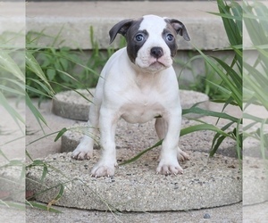 American Bully Puppy for sale in CHAMPAIGN, IL, USA