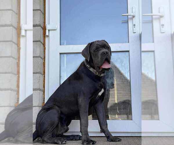 Medium Photo #1 Cane Corso Puppy For Sale in Vinnytsia, Vinnyts'ka, Ukraine