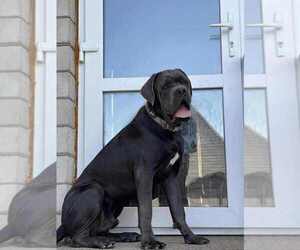 Cane Corso Puppy for sale in Vinnytsia, Vinnyts'ka, Ukraine