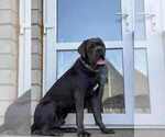 Small Cane Corso