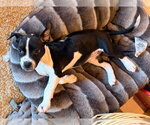 Small Photo #14 American Staffordshire Terrier-Unknown Mix Puppy For Sale in OKLAHOMA CITY, OK, USA