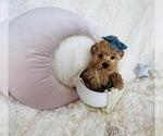 Small #12 Maltese
