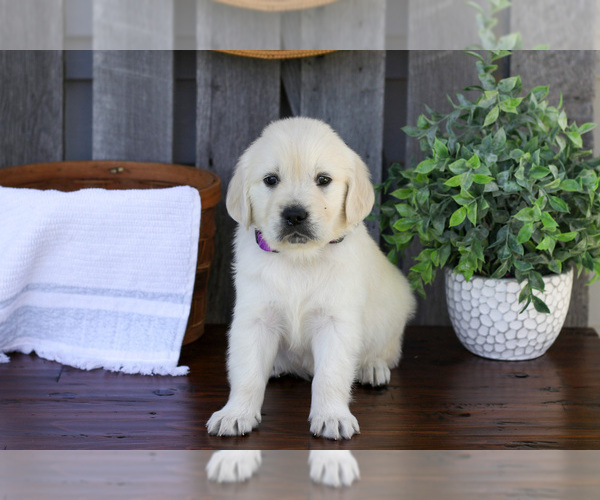 Medium Photo #1 English Cream Golden Retriever Puppy For Sale in NAPPANEE, IN, USA