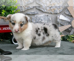 Puppy Indy Pembroke Welsh Corgi