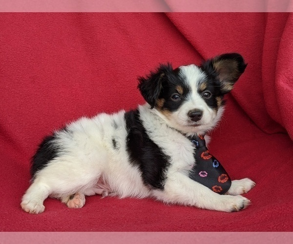 Medium Photo #2 Papillon Puppy For Sale in OXFORD, PA, USA