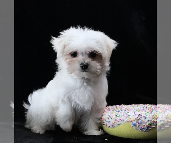 Medium Photo #8 Maltese Puppy For Sale in ROCK VALLEY, IA, USA