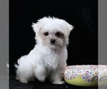 Small #7 Maltese