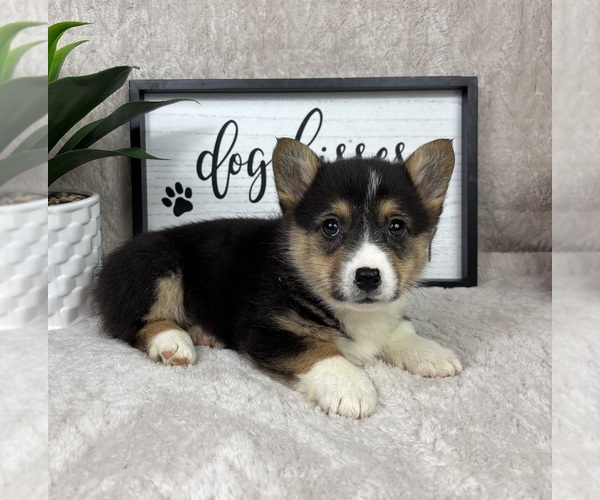 Medium Photo #1 Pembroke Welsh Corgi Puppy For Sale in FRANKLIN, IN, USA