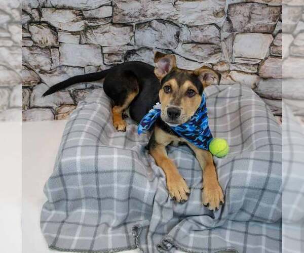 Medium Photo #3 Mutt Puppy For Sale in Kennesaw, GA, USA