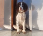 Small Photo #1 English Springer Spaniel Puppy For Sale in KENT, WA, USA