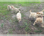 Small #4 Golden Retriever