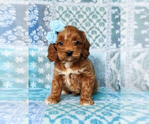 Cock-A-Poo Puppy for sale in KIRKWOOD, PA, USA