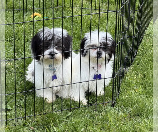 Medium Photo #4 Shih Tzu Puppy For Sale in Oak Bluffs, MA, USA