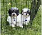 Small #3 Shih Tzu