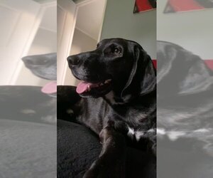 Plott Hound Dogs for adoption in Milton, PA, USA